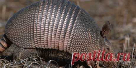 Жителя Техаса ранило после рикошета пули от броненосца – Metro