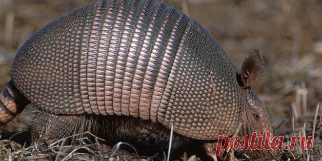 Жителя Техаса ранило после рикошета пули от броненосца – Metro