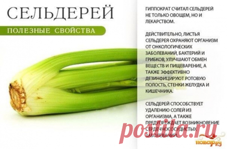 Сельдерей полезные свойства
