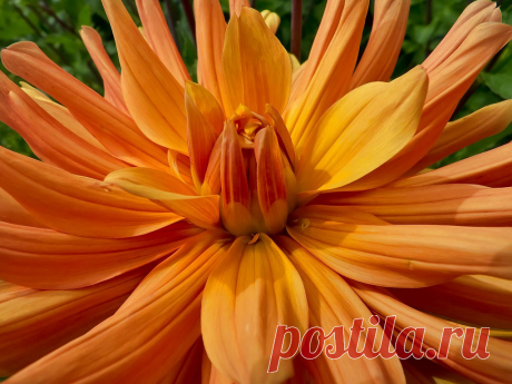 Lovely Orange Dahlia at Swan Island Dahlias near Canby, Oregon Photographed at Swan Island Dahlias near Canby, Oregon.