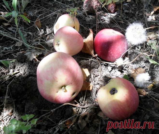 В июле, до того... - 26 Сентября 2016 - Персональный сайт