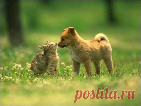 Страничка Друзей! Хорошо, когда друзей МНОГО!