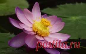 Цветы обои на рабочий стол - страница 46