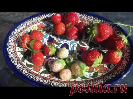 Strawberry Variety Taste Test!