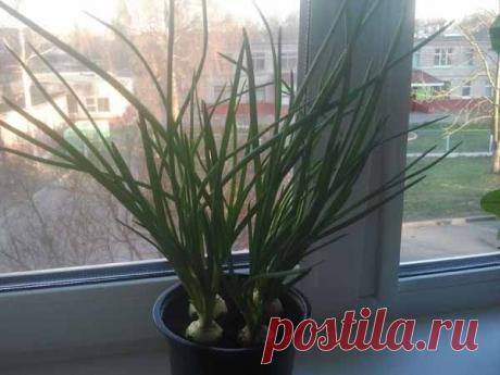 Как вырастить лук на подоконнике? | Блог Ирины Зайцевой