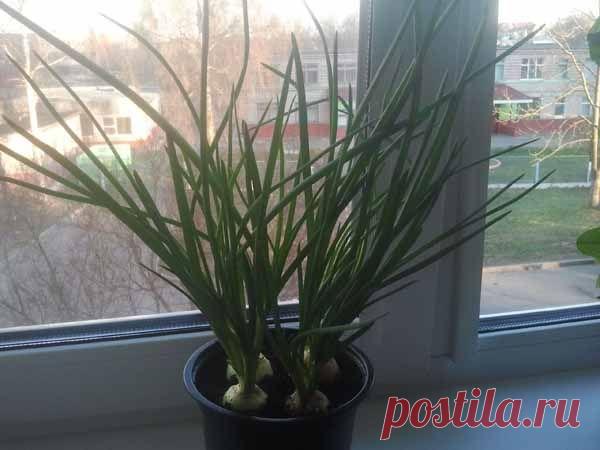 Как вырастить лук на подоконнике? | Блог Ирины Зайцевой