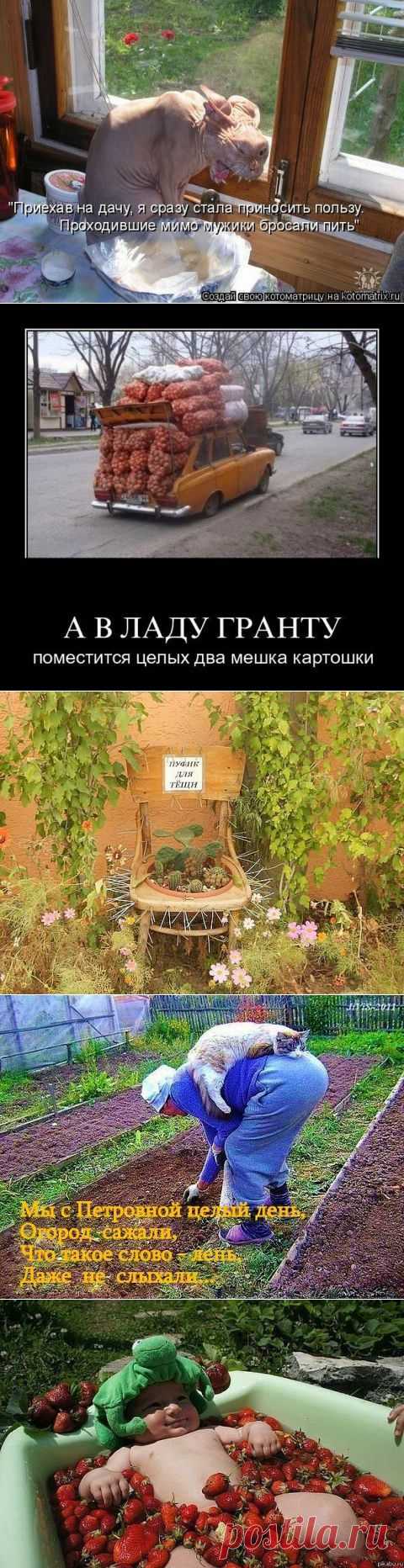 ДАЧНЫЙ ПОЗИТИВ В КАРТИНКАХ | Самоцветик