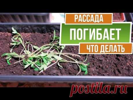 Аномально тёплая зима убьёт рассаду ✖️ Что делать с рассадой и КОГДА Сажать