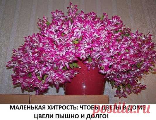 Подкормка касторкой