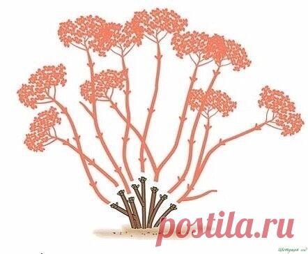 Как и когда стричь метельчатую гортензию