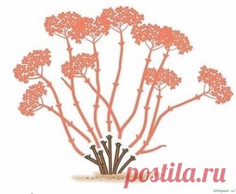 Как и когда стричь метельчатую гортензию