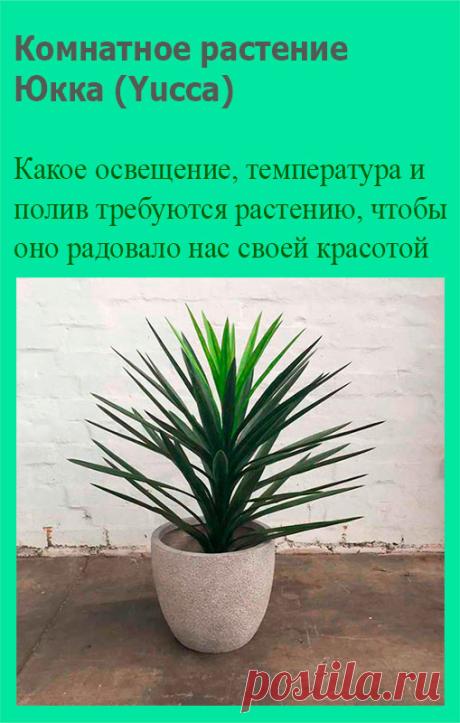 Комнатное растение Юкка (Yucca). Юкки - не пальмы. Они относятся к семейству Агавовые. Однако внешний вид этих растений немного напоминает облик пальм. Юкки растут в засушливых районах США и Мексики, поэтому это достаточно выносливые растения. В домашних условиях юкка может вытянуться до 2 м в высоту.
