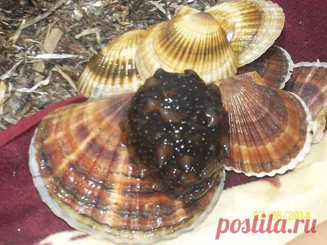 ПРИМОРСКИЙ КРАЙ
Людмила Иванова (Колодюк)