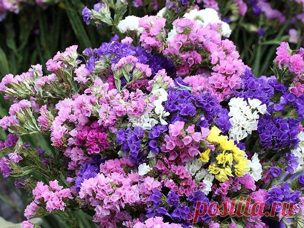 Выращивание статицы - как сажать на рассаду, уход, сорта, видео