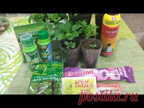 ПОДКОРМКА петунии от мала до велика.