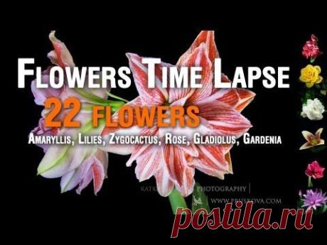 Flowers Timelapse HD (22 flowers)