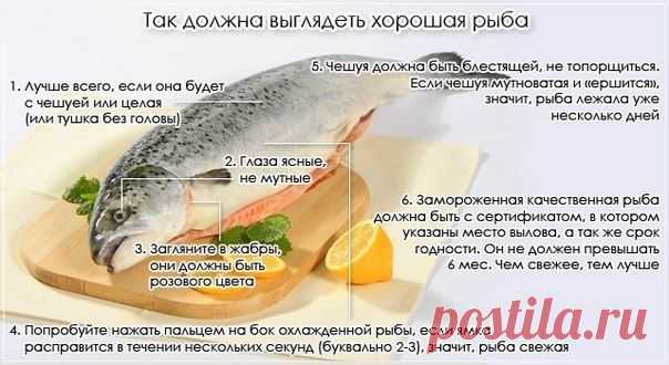 Как должна выглядеть пристойная и порядочная рыба? |