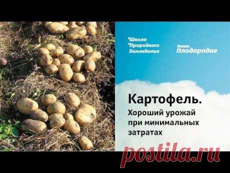 . Хороший урожай при минимальных затратах.