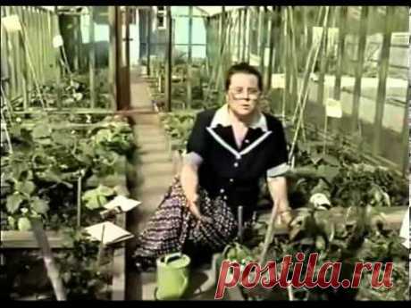 ▶ Выращивание перца в условиях холодного климата - YouTube