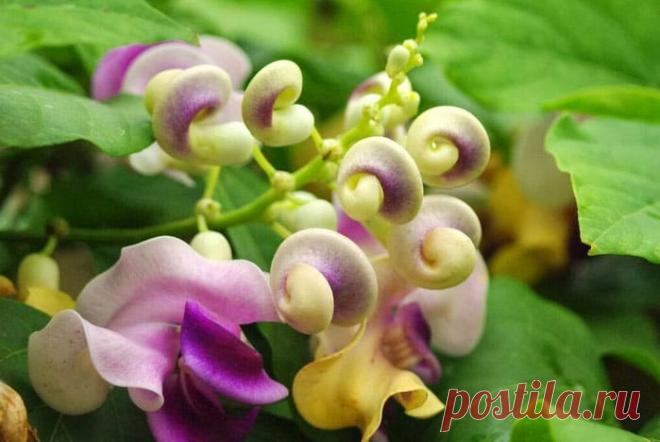 Вигна Каракалла - Улиточный виноград