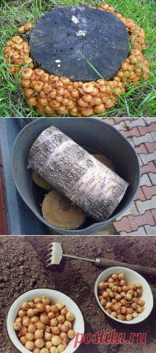 (1) Одноклассники