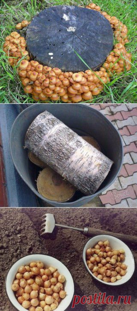 (1) Одноклассники