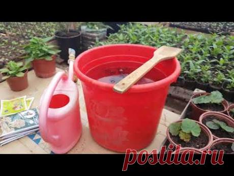 СЕКРЕТНАЯ ПОДКОРМКА ПЕТУНИИ для РОСТА рассады ПОМИДОР и ПЕРЦА чем подкормить удобрение