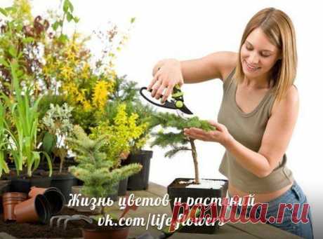 обрезка и прищипка