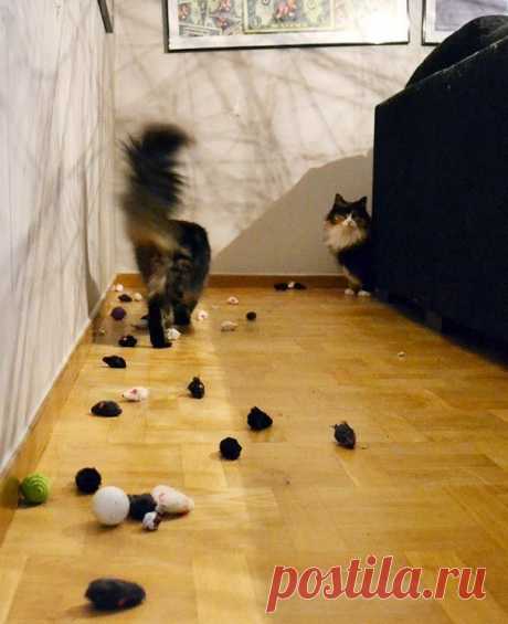 18 котов-воришек, вместе со своими сокровищами / Питомцы