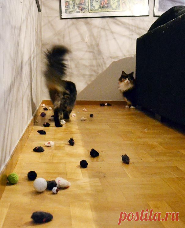 18 котов-воришек, вместе со своими сокровищами / Питомцы