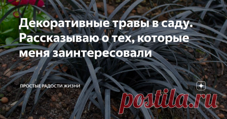 Декоративные травы в саду. Рассказываю о тех, которые меня заинтересовали Приветствую всех читателей моего канала!
Моя мечта - это сад в природном стиле на участке. Декоративные травы - это то, что подчеркнёт стиль, станет фоном для цветущих растений и создаст неповторимое очарование моего сада. На данный момент из трав у меня растет только овсяница и осока.
В этой статье я хочу рассказать о тех травах, которые хотела бы посадить в своем саду.
Буду рада услышать отзывы