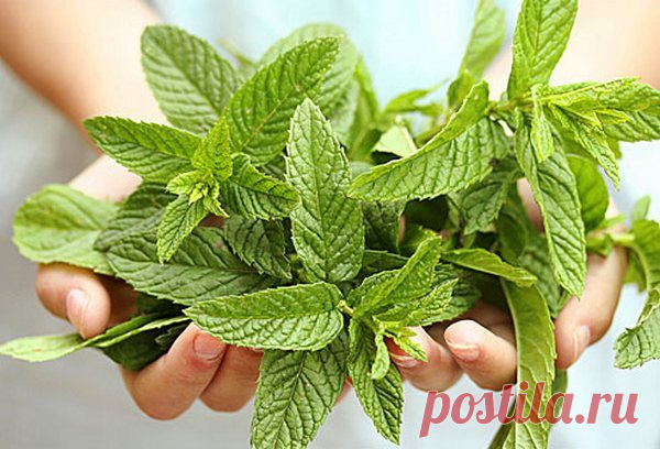 10 способов применения мяты / Будьте здоровы
