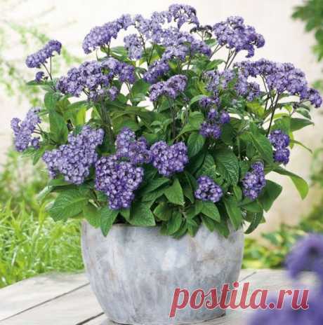 12 летников, которые можно сохранить зимой. Описание. Фото — Ботаничка.ru