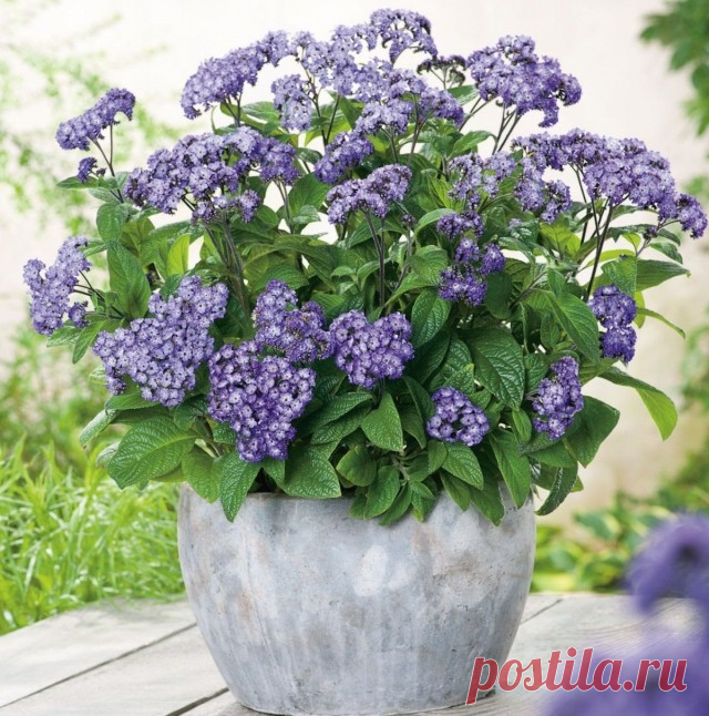 12 летников, которые можно сохранить зимой. Описание. Фото — Ботаничка.ru