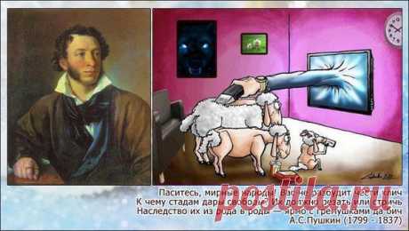 К чему стадам дары свободы?