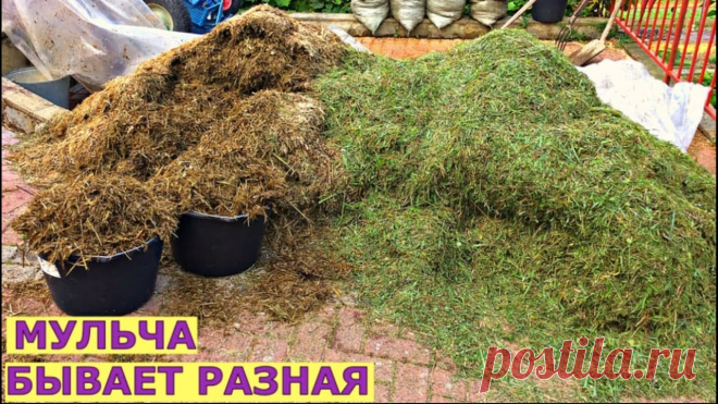 Где взять мульчу? Куда и как использовать? Чем и когда можно мульчировать, чтобы получить хороший урожай.Помощь каналу, карта Сбербанка - 4276 3800 7513 3459На канале: Наталья Сморчкова и другие автор...