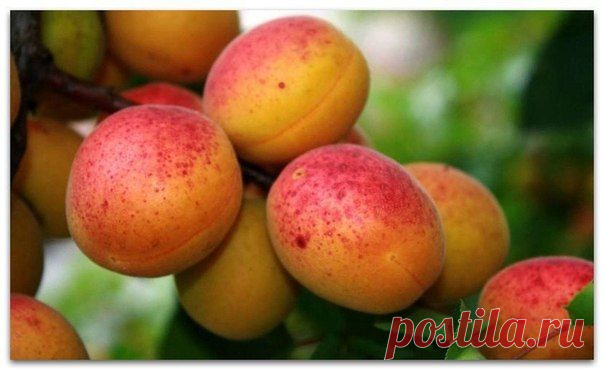 АБРИКОС. ХИТРОСТИ ПОСАДКИ, ВЫРАЩИВАНИЯ И УХОДА | Варварушка-Рукодельница