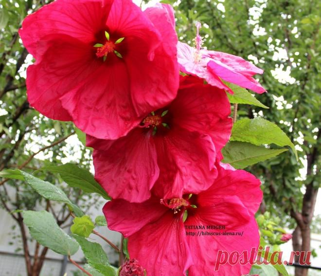 СЕМЕНА ТРАВЯНИСТЫХ ГИБИСКУСОВ - №013