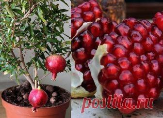 КАК ВЫРАСТИТЬ ГРАНАТ В ДОМАШНИХ УСЛОВИЯХ?