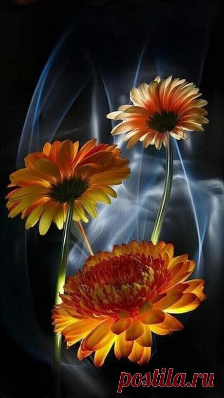 i (540×960)