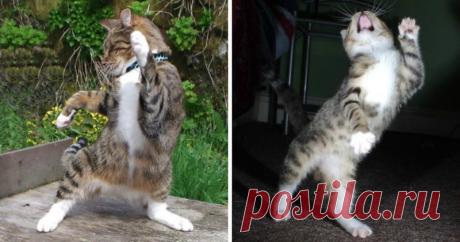 Танцующие коты - на это можно смотреть бесконечно! (29 фото)