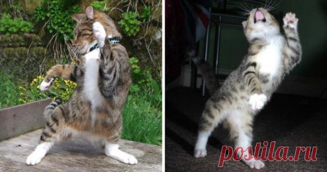 Танцующие коты - на это можно смотреть бесконечно! (29 фото)
