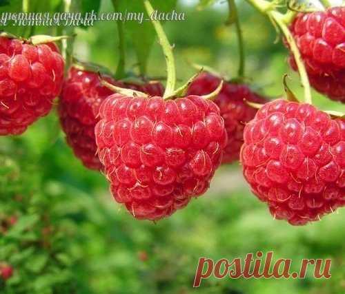 10 САМЫХ ЛУЧШИХ СОРТОВ МАЛИНЫ
