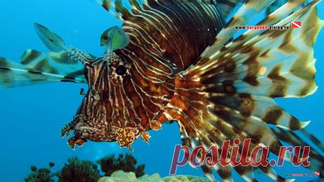 Дайвинг в Хургаде | Фотогалерея | Фотообои | Крылатка