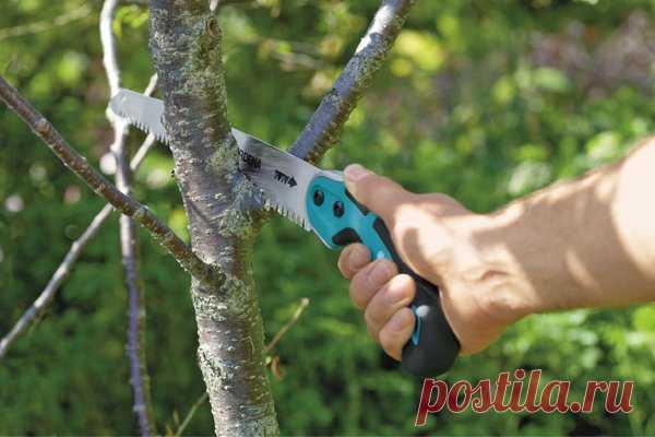 Помощь новичкам в обрезке деревьев | ОГОРОДНИЦА ЮЛИАННА | Яндекс Дзен