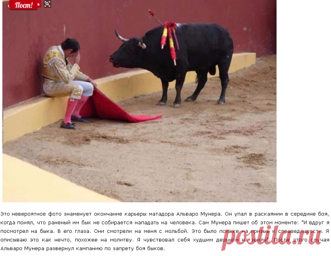 Это невероятное фото, знаменует окончание карьеры матадора Альваро Мунера