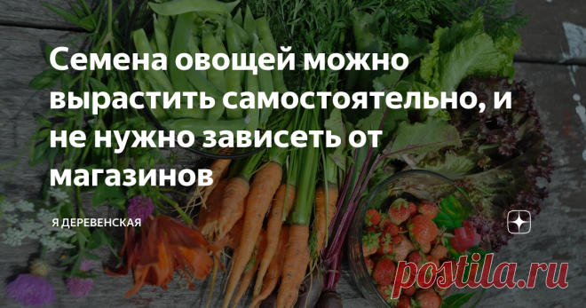 Семена овощей можно вырастить самостоятельно, и не нужно зависеть от магазинов В этом году многие дачники столкнулись с такой проблемой – пришло время сажать огород, а семян не купить, потому что садовые магазины закрыты. Правда, позже магазины открыли, но многие  садоводы и огородники задумались о самостоятельном выращивании посевного материала, чтобы не попасть в подобную ситуацию снова.
Это всё моё родное! Конец июня прошлого год
На самом деле – это очень увлекательный