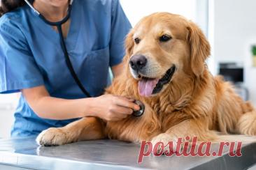 🐶❤️ Собака стала быстрее уставать, чаще дышит в покое или начала кашлять? Такие изменения нельзя всегда списывать на возраст. Застойная сердечная недостаточность требует своевременной диагностики и постоянного контроля состояния питомца. 🩺

#Собаки#ЗдоровьеСобаки#СердцеСобаки#Ветеринария#Кардиология#ВетеринарныйВрач
Изображение от ChatGPT