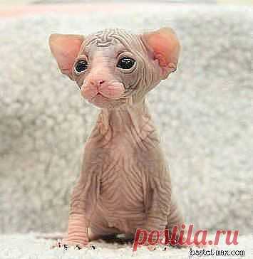 Я не фууу! Я котик!!! Я родился в понедельник, вызвав у хозяйки шок... А супруг её,  бездельник, дал мне прозвище - ПУШОК ! ))))