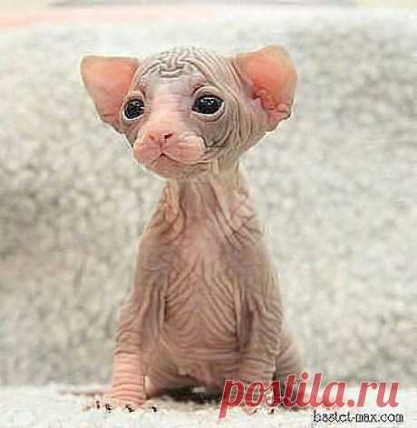 Я не фууу! Я котик!!! Я родился в понедельник, вызвав у хозяйки шок... А супруг её,  бездельник, дал мне прозвище - ПУШОК ! ))))